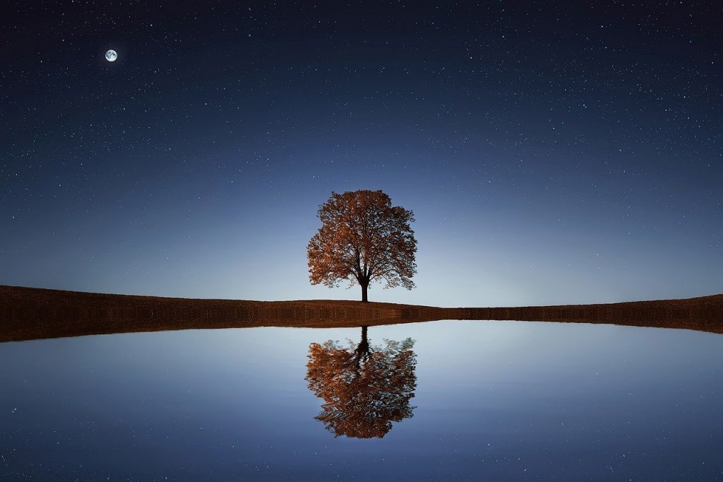 tree, lake, stars